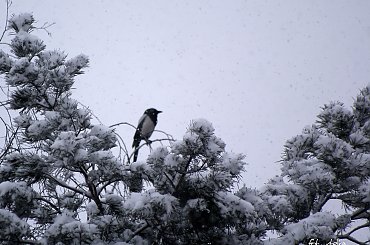 zimy ciąg dalszy ... sroka i padający śnieg ... #sroka #ptaki #zima #śnieg