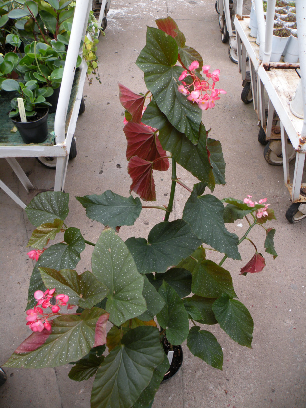 Begonia limmingheana ?