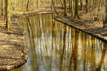 Cybina pomiędzy Stawem Olszak i jeziorem Malta #rzeki