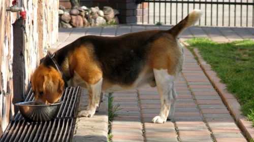 Beagle #beagel #historia #lezajsk #lezajsktm #leżajsk #MiastoLeżajsk #podkarpacie #PowiatLeżajski #psy #zabytki #zwierzęta