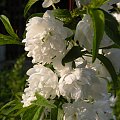 Prunus glandulosa 'Alba Plena'