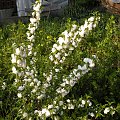 Prunus glandulosa 'Alba Plena'