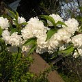 Prunus glandulosa 'Alba Plena'