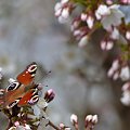 Motylek... #arietiss #motyl #natura #wiosna