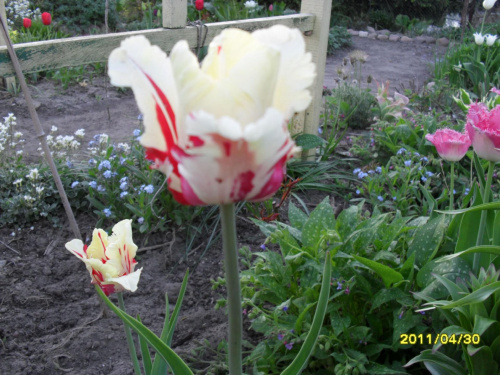 tulipany