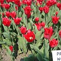 Tulipany w ogrodzie botanicznym.