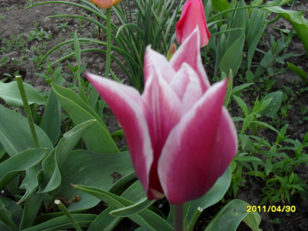 tulipany