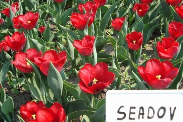 Tulipany w ogrodzie botanicznym.