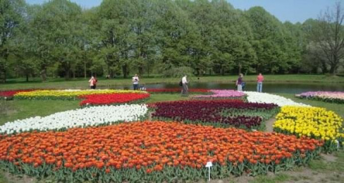 Tulipany w ogrodzie botanicznym.Zapomniałam dopisać -jest ich 54 tysiące.