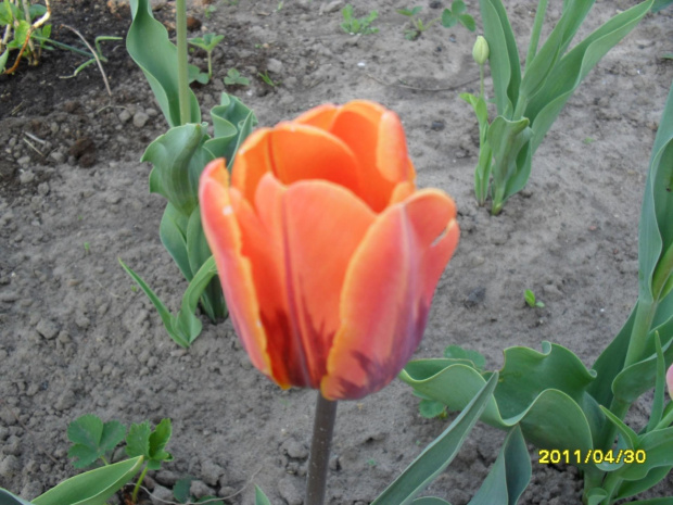 tulipany