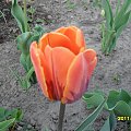 tulipany