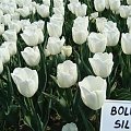 Tulipany w ogrodzie botanicznym.