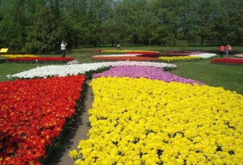 Tulipany w ogrodzie botanicznym.