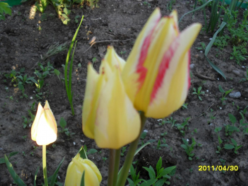 tulipany