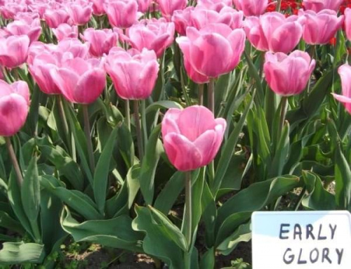 Tulipany w ogrodzie botanicznym-54 tysiące.
