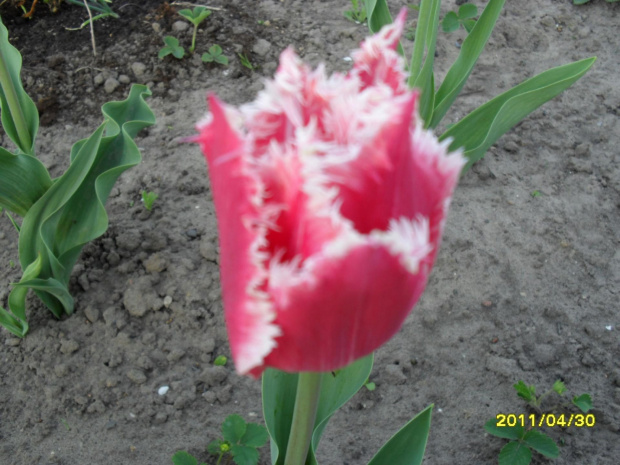 tulipany