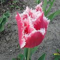 tulipany