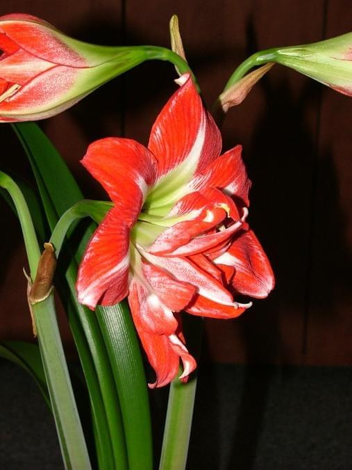 odmiana 'Pasadena' - 23 kwietnia 2009 #amarylis #Hippeastrum #hydroponika #Pasadena