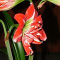 odmiana 'Pasadena' - 23 kwietnia 2009 #amarylis #Hippeastrum #hydroponika #Pasadena