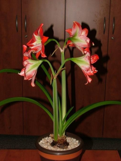 odmiana 'Pasadena' - 24 kwietnia 2009 #amarylis #Hippeastrum #hydroponika #Pasadena