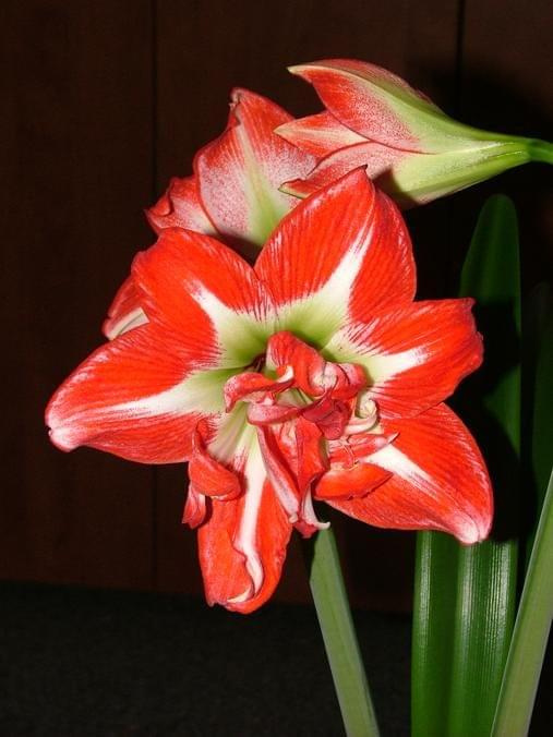 odmiana 'Pasadena' - 23 kwietnia 2009 #amarylis #Hippeastrum #hydroponika #Pasadena