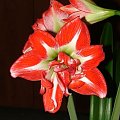 odmiana 'Pasadena' - 23 kwietnia 2009 #amarylis #Hippeastrum #hydroponika #Pasadena