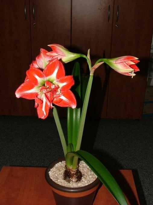 odmiana 'Pasadena' - 23 kwietnia 2009 #amarylis #Hippeastrum #hydroponika #Pasadena