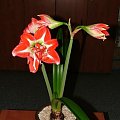 odmiana 'Pasadena' - 23 kwietnia 2009 #amarylis #Hippeastrum #hydroponika #Pasadena