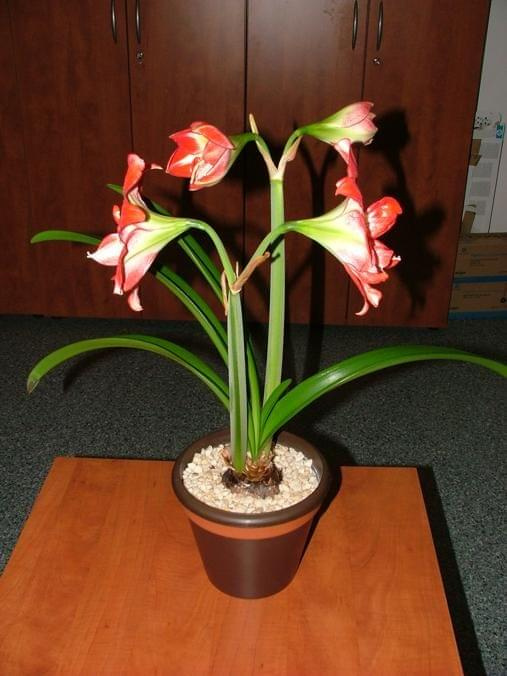 odmiana 'Pasadena' - 23 kwietnia 2009 #amarylis #Hippeastrum #hydroponika #Pasadena