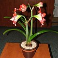 odmiana 'Pasadena' - 23 kwietnia 2009 #amarylis #Hippeastrum #hydroponika #Pasadena