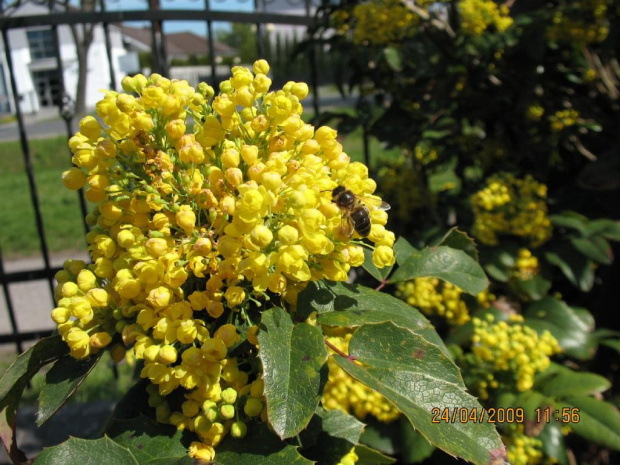 Mahonia wiosną