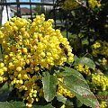 Mahonia wiosną