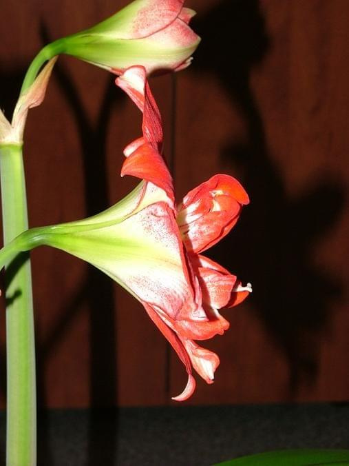 odmiana 'Pasadena' - 23 kwietnia 2009 #amarylis #Hippeastrum #hydroponika #Pasadena