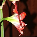 odmiana 'Pasadena' - 23 kwietnia 2009 #amarylis #Hippeastrum #hydroponika #Pasadena