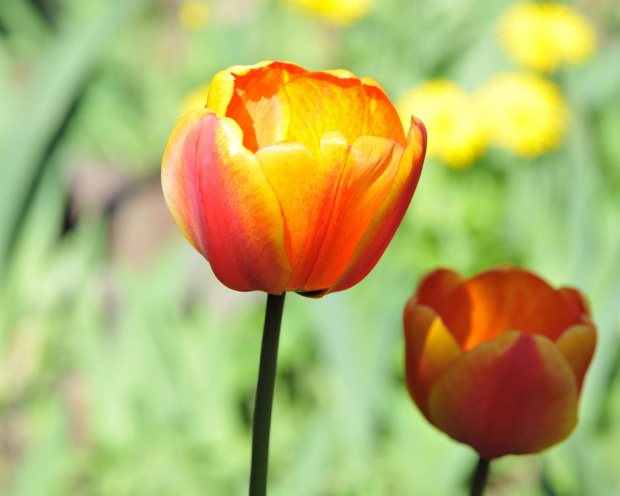 Tulipany słoneczne
