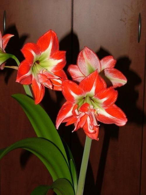 odmiana 'Pasadena' - 24 kwietnia 2009 #amarylis #Hippeastrum #hydroponika #Pasadena