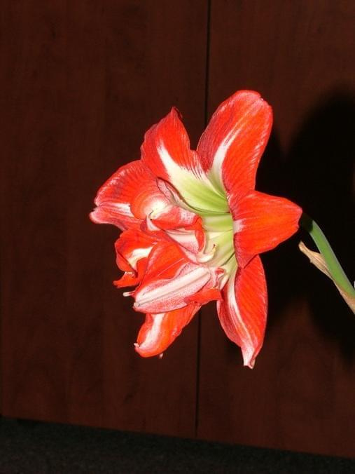 odmiana 'Pasadena' - 23 kwietnia 2009 #amarylis #Hippeastrum #hydroponika #Pasadena