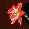 odmiana 'Pasadena' - 23 kwietnia 2009 #amarylis #Hippeastrum #hydroponika #Pasadena