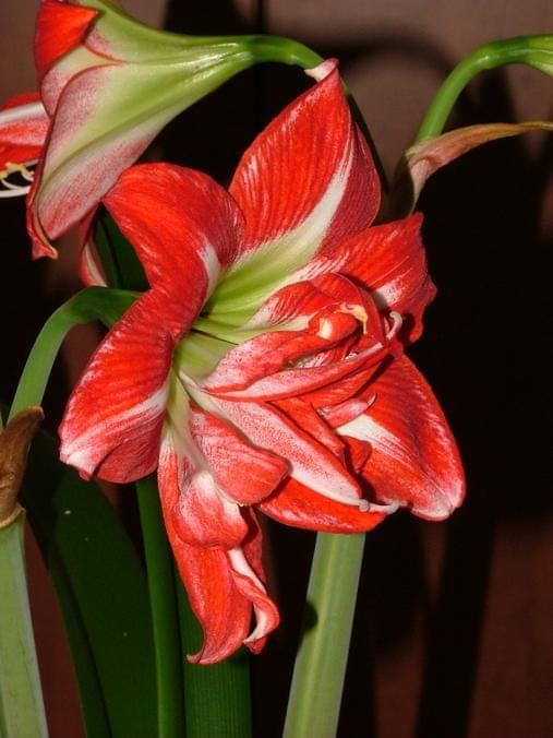 odmiana 'Pasadena' - 24 kwietnia 2009 #amarylis #Hippeastrum #hydroponika #Pasadena