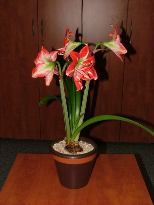 odmiana 'Pasadena' - 24 kwietnia 2009 #amarylis #Hippeastrum #hydroponika #Pasadena