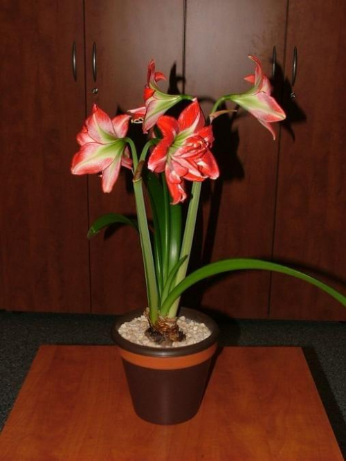 odmiana 'Pasadena' - 24 kwietnia 2009 #amarylis #Hippeastrum #hydroponika #Pasadena