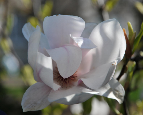 Magnolia - królowa kwitnących drzew