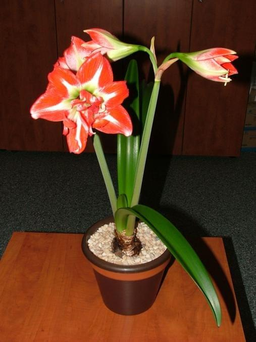 odmiana 'Pasadena' - 23 kwietnia 2009 #amarylis #Hippeastrum #hydroponika #Pasadena