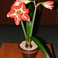 odmiana 'Pasadena' - 23 kwietnia 2009 #amarylis #Hippeastrum #hydroponika #Pasadena