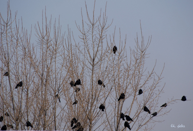 z dzisiejszego spaceru ... #ptaki #gawrony #zima