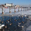 Port Jachtowy w Gdyni jest pusty zostały tylko ptaki... #MorskieKrajobrazy