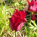 Tulipa 'Pacific Pearl'