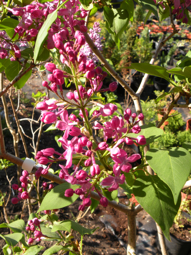 Syringa 'Marechal Foch'