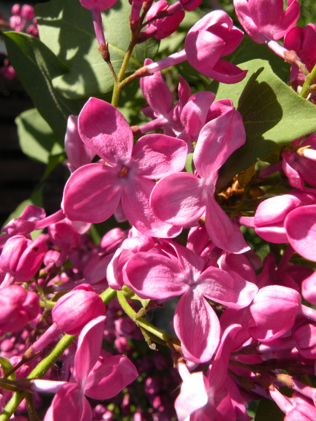 Syringa 'Marechal Foch'