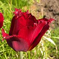 Tulipa 'Pacific Pearl'